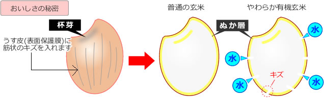 やわらか有機